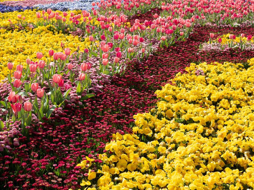 A vibrant flower field featuring neatly arranged rows of blooming tulips in shades of pink and light red, accompanied by clusters of bright yellow primroses and deep burgundy cineraria. The tulips hav