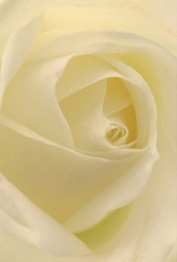 Through this close study of a classic white rose, the harmony of softness and resilience becomes evident-a vision in swirling layers of white and pale cream that seem to catch and gently radiate light, as though the flower glows from within. The scene is infused with the serene, welcoming atmosphere of Hounslow, where each bouquet crafted is a reflection of genuine community spirit. The rose's spiral heart suggests purity and unwavering strength, making it an ideal gift for meaningful occasions-be it the sincere apology after a misunderstanding, a romantic milestone, or a silent wish for brighter tomorrows. Subtle transitions in colour and shadow recall the shifting skies over Inwood Park, while the meticulously arranged petals highlight the florist's practiced touch. A delicate scent-fresh, almost airy-evokes peaceful garden mornings. This bloom, freshly arranged and delivered throughout Hounslow, holds an honest grace and enduring beauty, perfect for those seeking a gentle, memorable floral tribute.